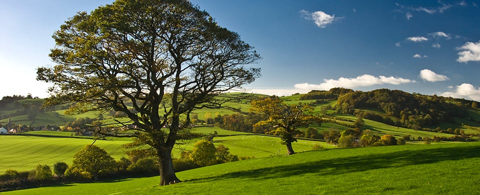 Funerals Explained - Green Burials and Woodland Funerals